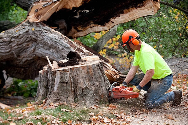 Professional Tree Service in Hazen, ND